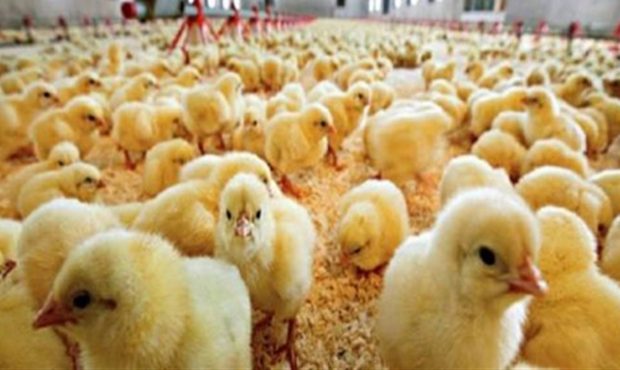 افزایش جوجه ریزی در مرغداری‌های مازندران