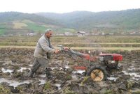 شخم و شیار ۱۹۰ هزار هکتار از شالیزار‌های مازندران