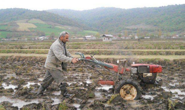 شخم و شیار ۱۹۰ هزار هکتار از شالیزار‌های مازندران