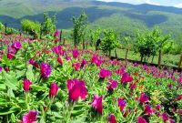 جنت رودبار میزبان هفتمین جشنواره ملی گل گاوزبان