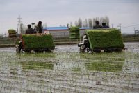 کشت مکانیزه برنج در ۶۳ درصد از شالیزار‌های مازندران