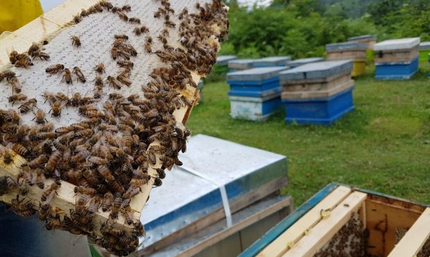 افزایش تولید عسل امسال در مازندران