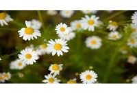 آغاز برداشت بابونه در مناطق کوهستانی گلوگاه