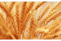 تولید ۲۸۰ تن گندم در بابل