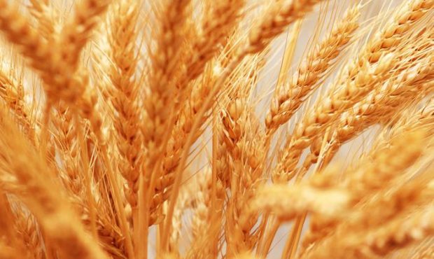 تولید ۲۸۰ تن گندم در بابل