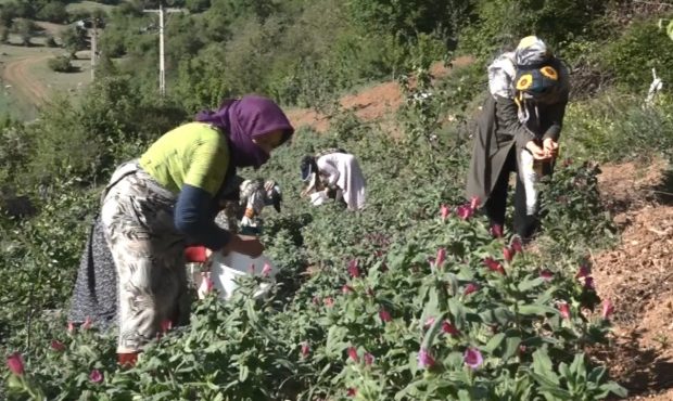 تغییر الگوی کشت در مناطق کوهستانی هزار جریب