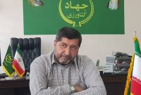 افزایش 7 درصدی سطح زیر کشت برنج در شهرستان جویبار