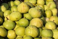 تولید ۶۰ هزار اصله نهال انجیر در گلوگاه