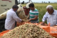 افزایش ۱۰ درصدی تولید برنج در مازندران
