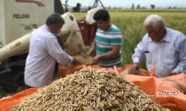 افزایش ۱۰ درصدی تولید برنج در مازندران