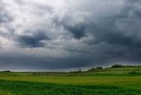 شالیکاران برای برداشت برنج اقدام کنند