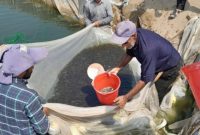 رهاسازی بیش از ۲۸ میلیون قطعه بچه ماهی در مازندران