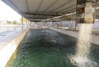 افتتاح طرح پرورش ماهیان سردآبی در شهرستان قائم شهر