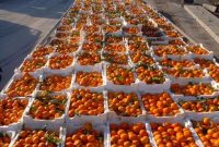 صادرات ۴ محموله نارنگی مازندران به روسیه