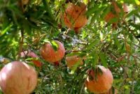 آغاز برداشت انار از ۱۶۴ هکتار انارستان‌های چهارمحال و بختیاری