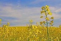 آغاز کشت دانه روغنی کلزا در زمین های کشاورزی خرمشهر