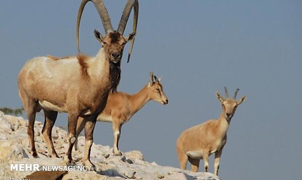 افزایش تلفات طاعون نشخوارکنندگان در مازندران/ تلفات به ۱۱۷ راس رسید افزایش تلفات طاعون نشخوارکنندگان در مازندران/ تلفات به ۱۱۷ راس رسید