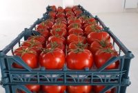 صادرات گوجه فرنگی از میاندورود به عراق