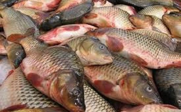 صید ۲۳۵ تن ماهی در دریای مازندران