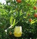 فعالیت چهار ایستگاه پیش آگاهی مگس میوه در نور