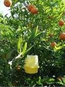 فعالیت چهار ایستگاه پیش آگاهی مگس میوه در نور