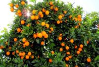 تولید بیش از۱۵۰ تن مرکبات در جویبار