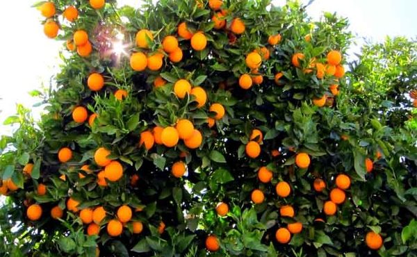 تولید بیش از۱۵۰ تن مرکبات در جویبار