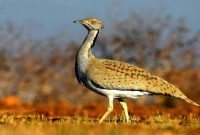رهاسازی یک قطعه هوبره در میانکاله