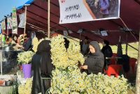 جشنواره گل نرگس در کردکلای جویبار