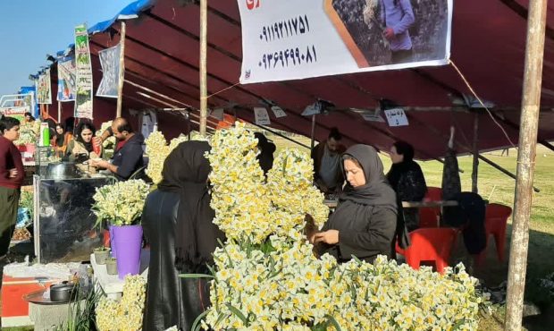 جشنواره گل نرگس در کردکلای جویبار