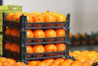 آمادگی مازندران برای تامین مرکبات ۱۶ استان کشور