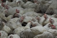 اتحادیه مرغداران سراسر کشور متولی خرید مرغ مازاد