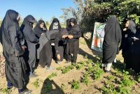 ایجاد ۵ باغچه خانگی سلامت محور در ساری