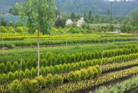 توزیع بیش از ۳ میلیون اصله نهال از هفته آینده در مازندران