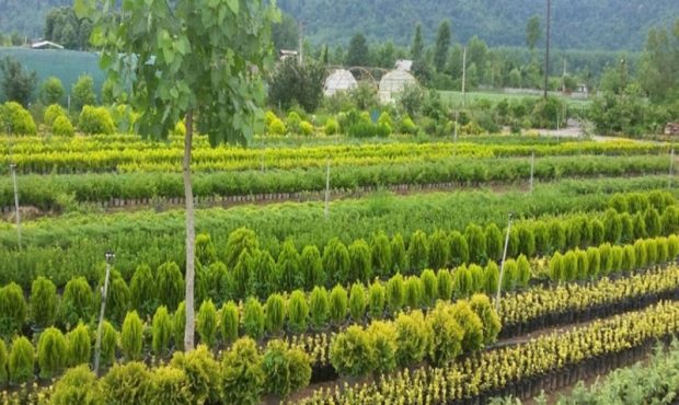 توزیع بیش از ۳ میلیون اصله نهال از هفته آینده در مازندران