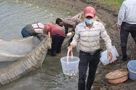 رهاسازی حدود ۳۰ میلیون قطعه بچه ماهی سفید در رودخانههای مازندران رهاسازی حدود ۳۰ میلیون قطعه بچه ماهی سفید در رودخانههای مازندران