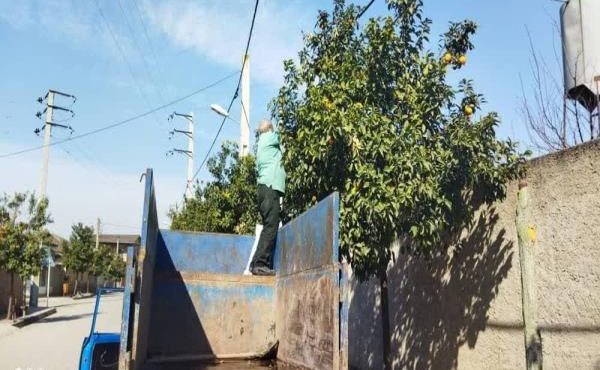 ریحان آباد گلوگاه، روستای بدون میوه باقیمانده روی درختان