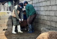 آغاز واکسیناسیون دام سبک در مازندران