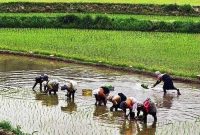 نشا بیش از ۴۳ هزار هکتار از شالیزار‌های مازندران