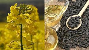 آغاز خرید تضمینی کلزا در مازندران