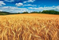 بیش از ۹۰۰ میلیارد تومان از مطالبات گندمکاران مازندران پرداخت شد