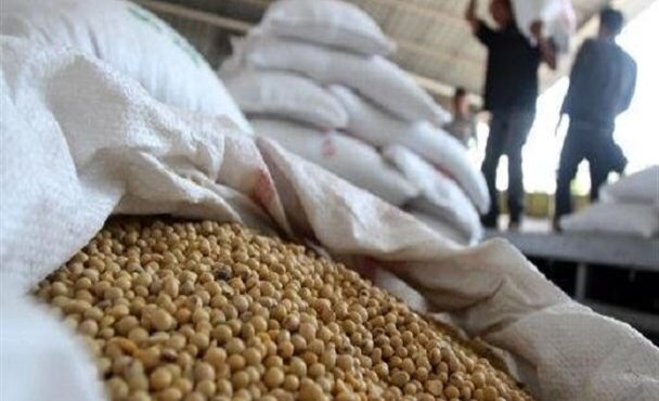 آغاز خرید تضمینی دانه روغنی سویا در مازندران آغاز خرید تضمینی دانه روغنی سویا در مازندران