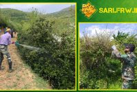 اتمام عملیات کنترل آفات و مبارزه با بیماری‌ها در ساری