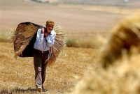 طلب گندم‌کاران مازندران تسویه شد