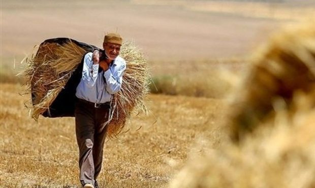 طلب گندم‌کاران مازندران تسویه شد