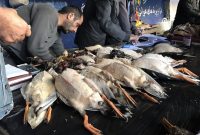 تعطیلی بازار غیرقانونی فروش پرندگان وحشی در فریدونکنار