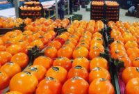 صادرات ۱۰هزار تنی مرکبات جویبار