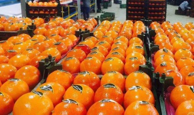 صادرات ۱۰هزار تنی مرکبات جویبار