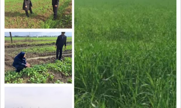 ۱۵ هزار هکتار از مزارع بابل زیر کشت نباتات علوفهای ۱۵ هزار هکتار از مزارع بابل زیر کشت نباتات علوفهای
