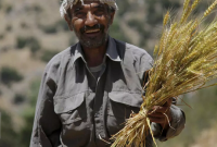 خریداری بیش از ۵۱ هزار تن گندم از کشاورزان مازندرانی خریداری بیش از ۵۱ هزار تن گندم از کشاورزان مازندرانی
